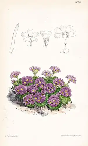 Androsace Carnea, var. Eximia. Tab. 5906 - Auvergne Alps / Pflanze Planzen plant plants / flower flowers Blume