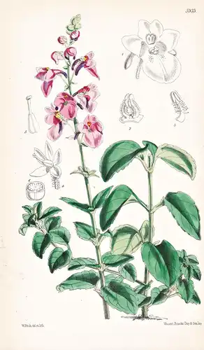 Diascia Barberae. Tab. 5933 - South Africa Südafrika / Pflanze Planzen plant plants / flower flowers Blume Blu