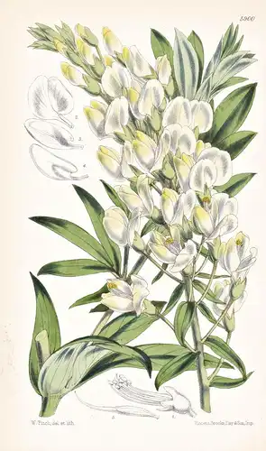 Baptisia Leucophaea. Tab. 5900 - United States / Pflanze Planzen plant plants / flower flowers Blume Blumen /