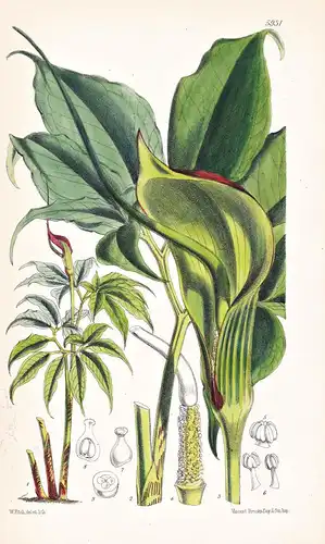 Arisaema Curvatum. Tab. 5931 - Himalaya / Pflanze Planzen plant plants / flower flowers Blume Blumen / botanic