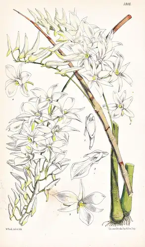 Dendrobium Barbatulum. Tab. 5918 - India Indien / Orchidee orchid / Pflanze Planzen plant plants / flower flow