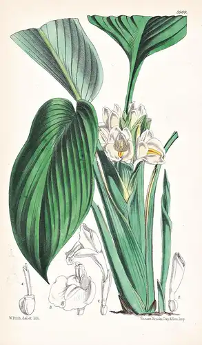 Curcuma Albiflora. Tab. 5909 - Ceylon Sri Lanka / Pflanze Planzen plant plants / flower flowers Blume Blumen /