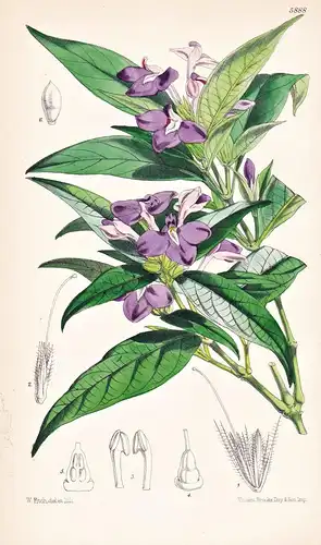 Beloperone Ciliata. Tab. 5888 - New Granada Neugranada / Pflanze Planzen plant plants / flower flowers Blume B