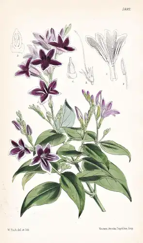 Asystasia Violacea. Tab. 5882 - India Indien / Pflanze Planzen plant plants / flower flowers Blume Blumen / bo