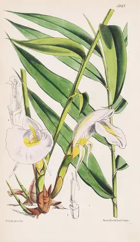 Amomum Melegueta, var. Minor. Tab. 5987 - Africa Afrika / Pflanze Planzen plant plants / flower flowers Blume