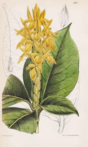 Aphelandra Sulphurea. Tab. 5951 - Ecuador / Pflanze Planzen plant plants / flower flowers Blume Blumen / botan