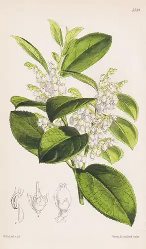 Gaultheria Fragrantissima. Tab. 5984 - Himalaya / Pflanze Planzen plant plants / flower flowers Blume Blumen /