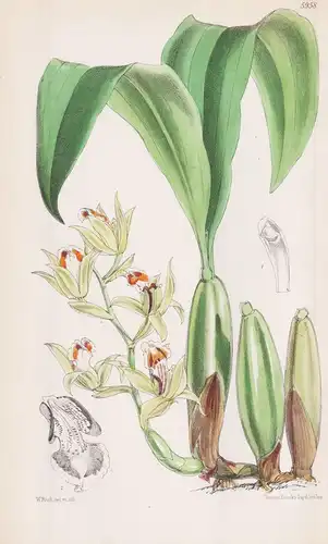 Coelogyne Lentiginosa. Tab. 5958 - Myanmar / Orchidee orchid / Pflanze Planzen plant plants / flower flowers B