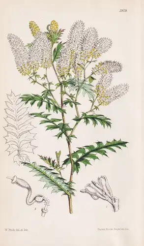 Grevillea Pulchella. Tab. 5979 - Australia Australien / Pflanze Planzen plant plants / flower flowers Blume Bl