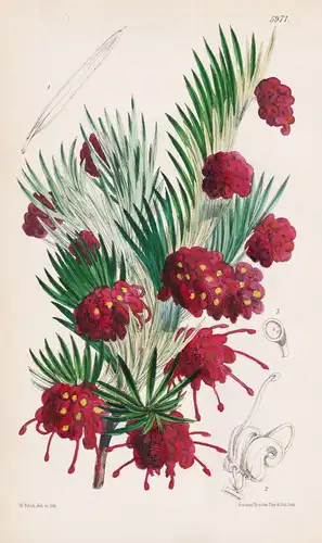 Grevillea Rosmarinifolia. Tab. 5971 - New South Wales / Pflanze Planzen plant plants / flower flowers Blume Bl