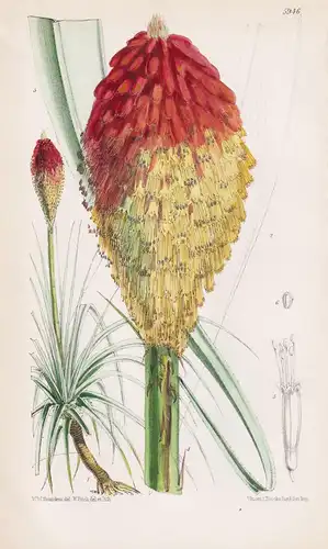 Kniphofia Caulescens. Tab. 5946 - South Africa Südafrika / Pflanze Planzen plant plants / flower flowers Blume