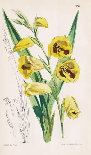 Gladiolus Purpureo-Auratus. Tab. 5944 - Natal / Pflanze Planzen plant plants / flower flowers Blume Blumen / b