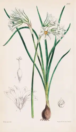 Milla Porrifolia. Tab. 5977 - Chile / Pflanze Planzen plant plants / flower flowers Blume Blumen / botanical B