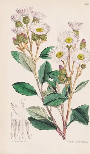 Olearia Dentata. Tab. 5973 - New South Wales / Pflanze Planzen plant plants / flower flowers Blume Blumen / bo
