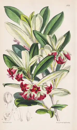 Pittosporum Crassifolium. Tab. 5978 - New Zealand Neuseeland / Pflanze Planzen plant plants / flower flowers B