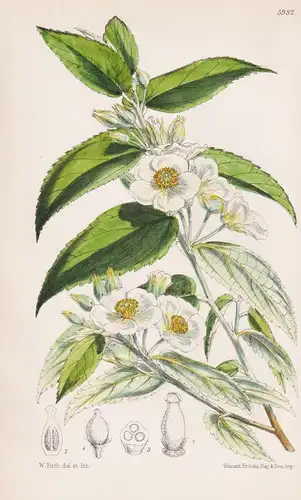 Muntingia Calabura. Tab. 5982 - New Granada Neugranada / Pflanze Planzen plant plants / flower flowers Blume B