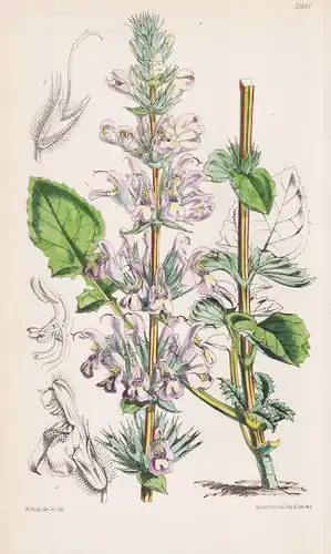 Salvia Taraxacifolia. Tab. 5991 - Atlas Mountains / Pflanze Planzen plant plants / flower flowers Blume Blumen