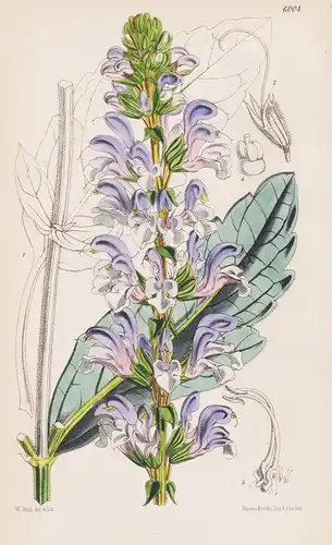 Salvia Dichroa. Tab. 6004 - Atlas Mountains / Pflanze Planzen plant plants / flower flowers Blume Blumen / bot