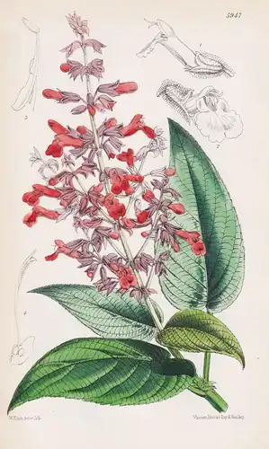 Salvia Rubescens. Tab. 5947 - New Granada Neugranada / Pflanze Planzen plant plants / flower flowers Blume Blu