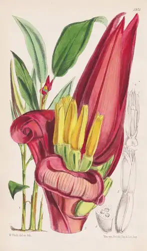 Musa Sanguinea. Tab. 5975 - Assam / Pflanze Planzen plant plants / flower flowers Blume Blumen / botanical Bot