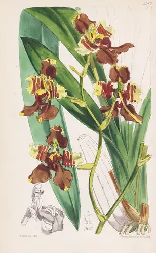 Oncidium Superbiens. Tab. 5980 - New Granada Neugranada / Orchidee orchid / Pflanze Planzen plant plants / flo