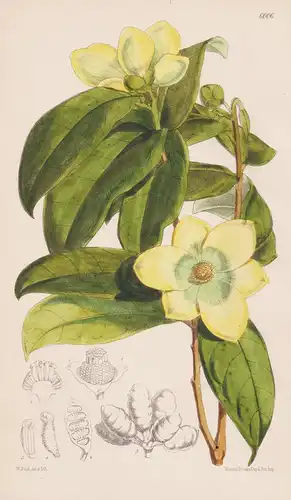 Uvaria Kirkii. Tab. 6006 - Sansibar / Pflanze Planzen plant plants / flower flowers Blume Blumen / botanical B