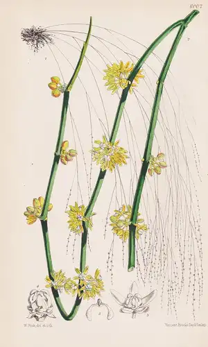 Sarcostemma Brunonianum. Tab. 6002 - India Indien / Pflanze Planzen plant plants / flower flowers Blume Blumen