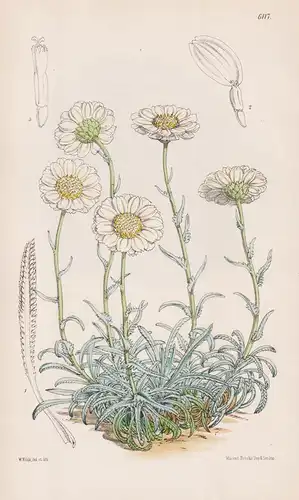 Achillea ageratifolia. Tab. 6117 - Greek Griechenland / Pflanze Planzen plant plants / flower flowers Blume Bl