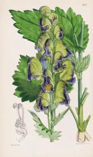 Aconitum heterophyllum. Tab. 6092 - Himalaya / Pflanze Planzen plant plants / flower flowers Blume Blumen / bo