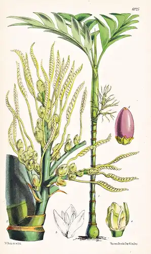 Areca Pumila. Tab. 6025 - Malay Archipelago / Pflanze Planzen plant plants / flower flowers Blume Blumen / bot