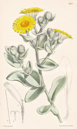 Andryala Mogadorensis. Tab. 6010 - Morocco Marokko / Pflanze Planzen plant plants / flower flowers Blume Blume