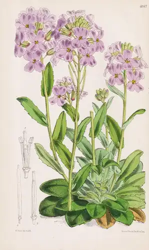 Arabis blepharophylla. Tab. 6087 - California Kalifornien / Pflanze Planzen plant plants / flower flowers Blum