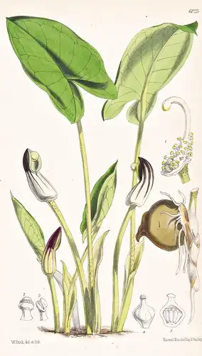 Arisarum Vulgare. Tab. 6023 - Mediterranean Region / Pflanze Planzen plant plants / flower flowers Blume Blume