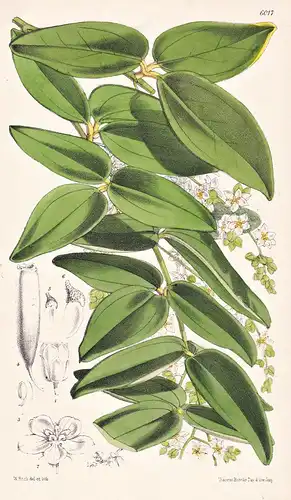 Aslomitra Sarcophylla. Tab. 6017 - Burma Siam / Pflanze Planzen plant plants / flower flowers Blume Blumen / b