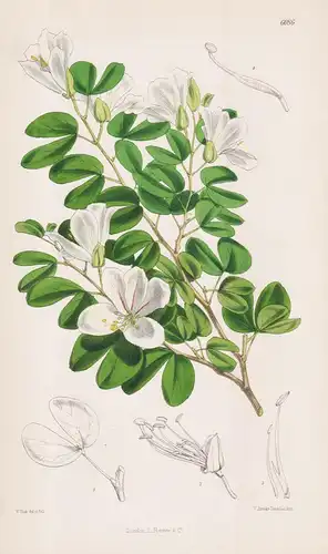 Bauhinia natalensis. Tab. 6086 - Pflanze Planzen plant plants / flower flowers Blume Blumen / botanical Botani