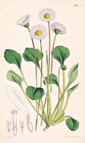 Bellis Rotundifolia, var. Coerulescens. Tab. 6015 - Morocco Marokko / Pflanze Planzen plant plants / flower fl