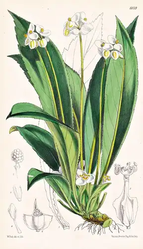 Begonia Herbacea. Tab. 6039 - Brasil Brazil Brasilien / Pflanze Planzen plant plants / flower flowers Blume Bl