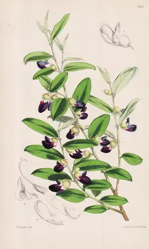 Brachysema undulatum. Tab. 6114 - Australia Australien / Pflanze Planzen plant plants / flower flowers Blume B