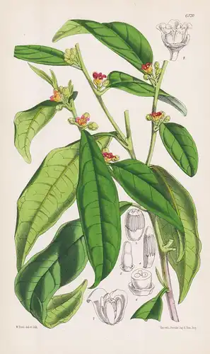 Cinnamodendron corticosum. Tab. 6120 - West Indies / Pflanze Planzen plant plants / flower flowers Blume Blume