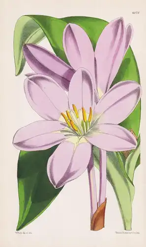 Colchicum speciosum. Tab. 6078 - Caucasus Kaukasus / Pflanze Planzen plant plants / flower flowers Blume Blume
