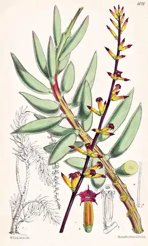 Cotyledon Mamillaris. Tab. 6020 - South Africa Südafrika / Pflanze Planzen plant plants / flower flowers Blume