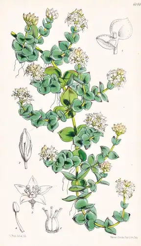 Crassula Profusa. Tab. 6044 - South Africa Südafrika / Pflanze Planzen plant plants / flower flowers Blume Blu