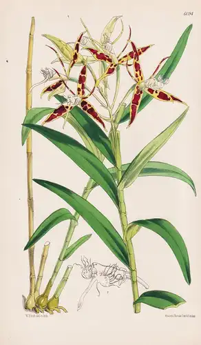 Epidendrum criniferum. Tab. 6094 - Costa Rica / Orchidee orchid / Pflanze Planzen plant plants / flower flower
