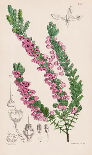 Erica chamissonis. Tab. 6108 - South Africa Südafrika / Erika / Pflanze Planzen plant plants / flower flowers