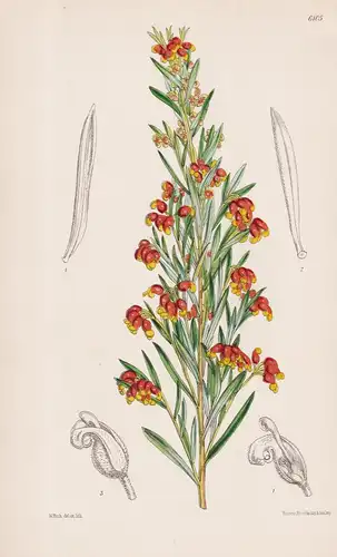 Grevillea fasciculata. Tab. 6105 - Australia Australien / Pflanze Planzen plant plants / flower flowers Blume
