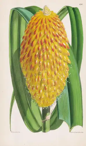 Kniphofia rooperi. Tab. 6116 - South Africa Südafrika / Pflanze Planzen plant plants / flower flowers Blume Bl
