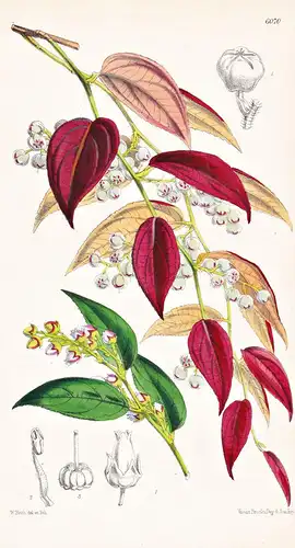 Gaultheria Insipida. Tab. 6070 - Ecuador New Granada Neugranada / Pflanze Planzen plant plants / flower flower