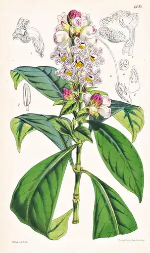Meninia Turgida. Tab. 6043 - China / Pflanze Planzen plant plants / flower flowers Blume Blumen / botanical Bo