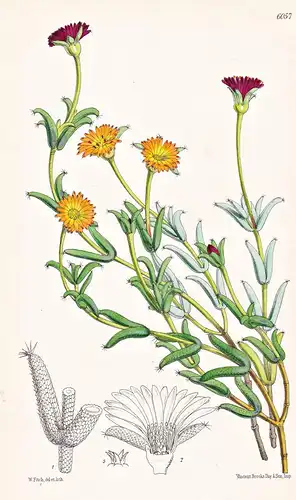 Mesembryanthemum Introrsum. Tab. 6057 - South Africa Südafrika / Pflanze Planzen plant plants / flower flowers
