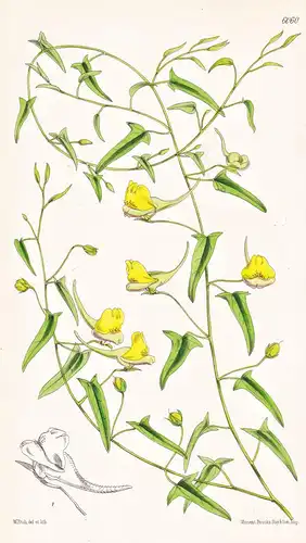 Linaria Sagittata. Tab. 6060 - Morocco Marokko / Pflanze Planzen plant plants / flower flowers Blume Blumen /